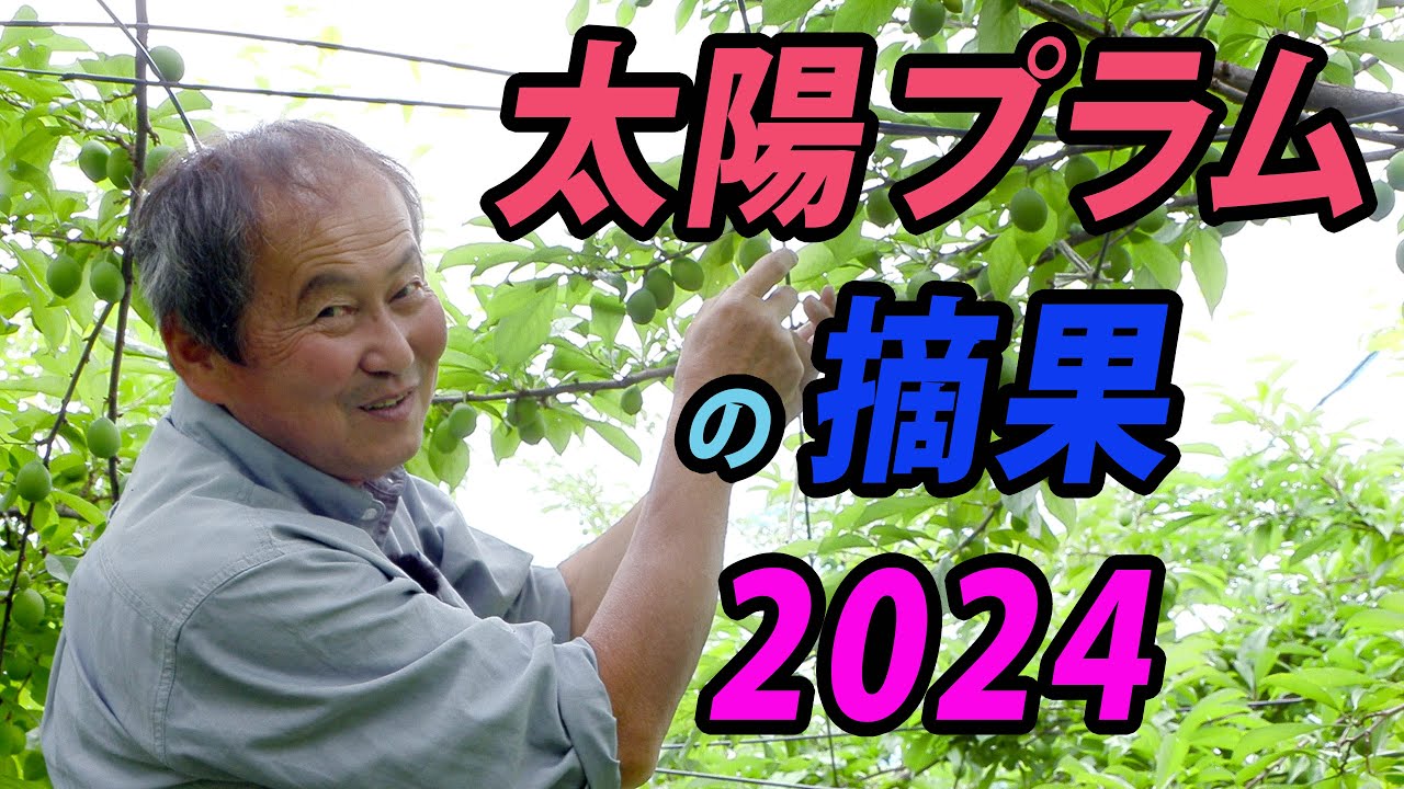 太陽プラムの摘果2024　 ー富久樹園ch ー