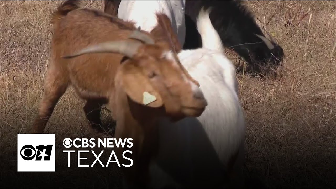 Hundreds of goats brought to White Rock Lake to help clear invasive plants