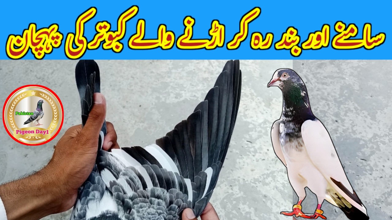 Samny Aur Bhand Hokar Urnay Walay Kabutar Ki Pehchan | Pigeon Day1