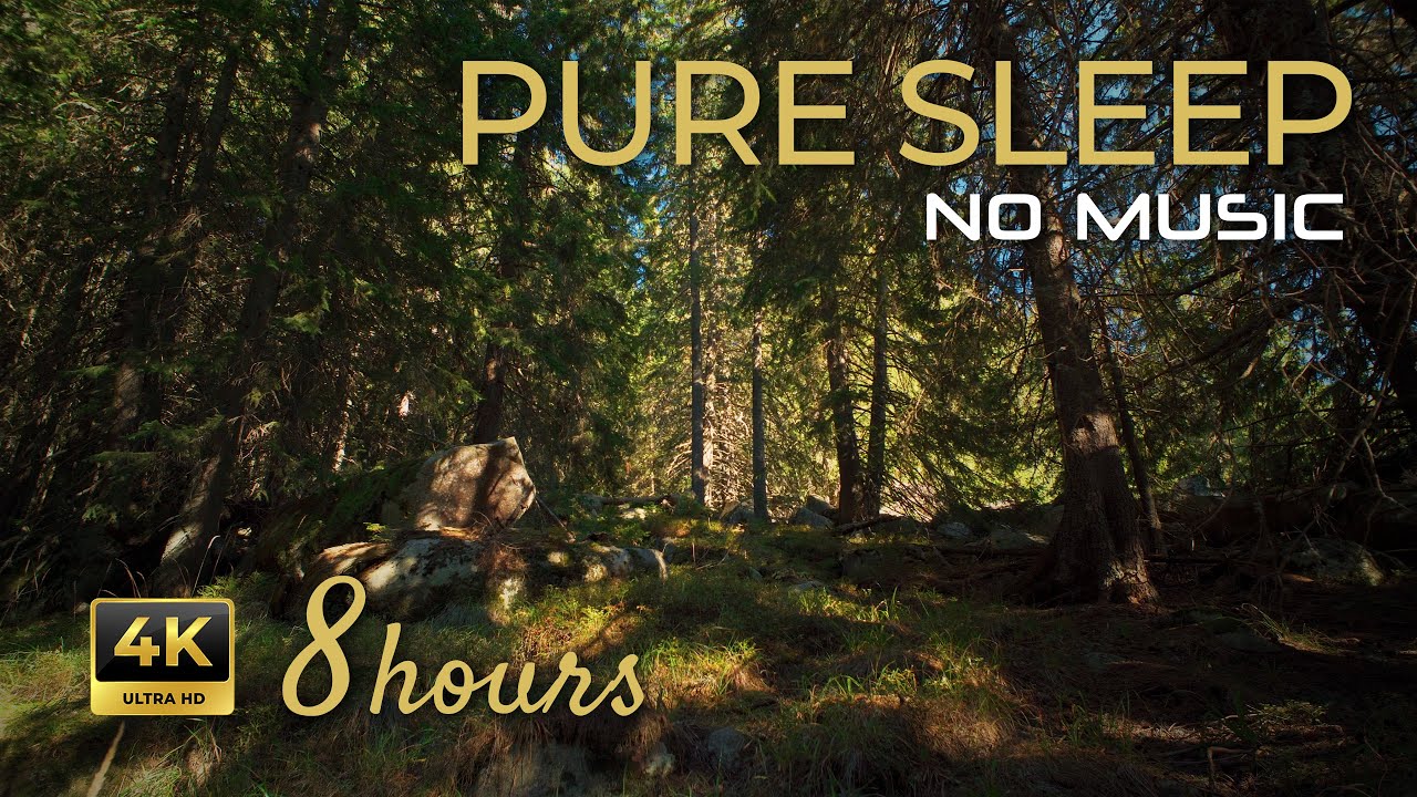 8 Hours Deep Forest Sounds — Pure Sleep (No Music)