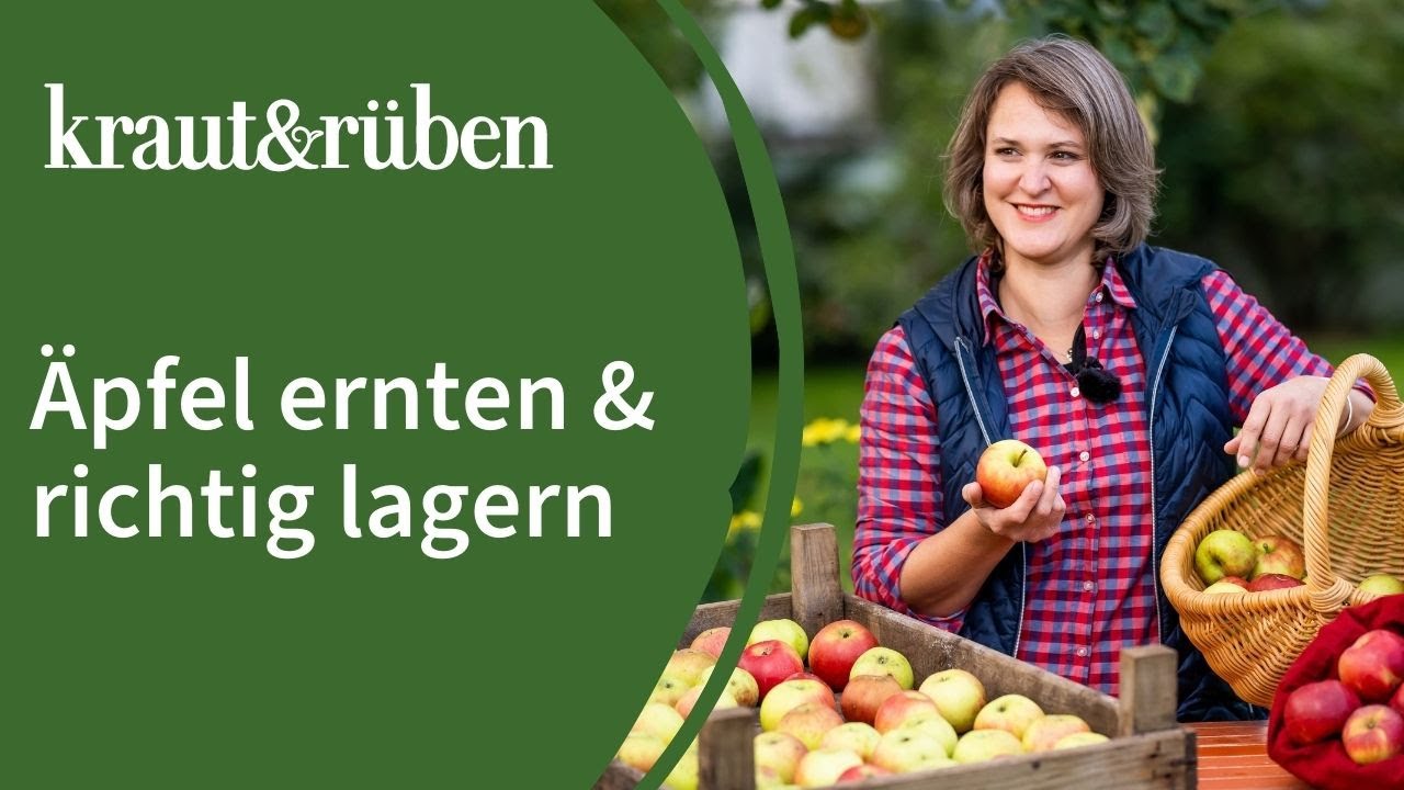 🍎&Auml;pfel ernten, &Auml;pfel lagern | Erntezeitpunkt bestimmen und richtig einlagern