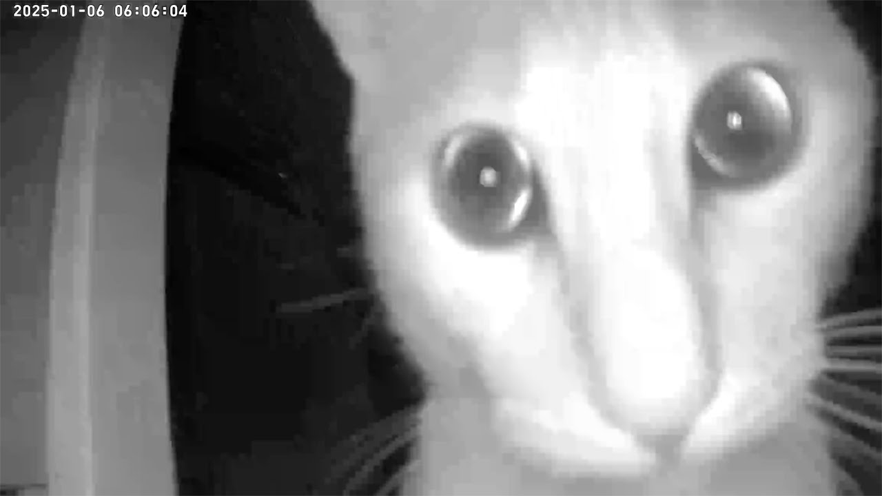 【1日密着】監視カメラに映り込んだ愛猫の行動が奇妙すぎるww