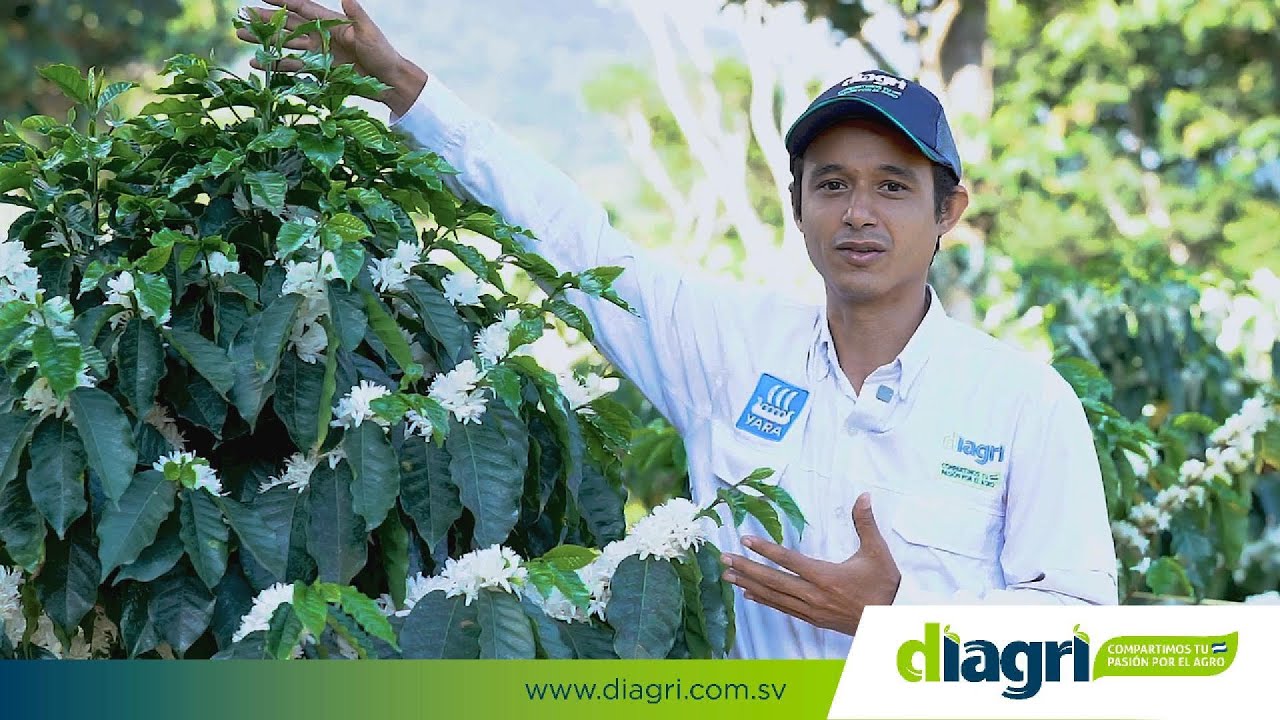 Aumenta tu Producción de Café con YaraLiva Nitrabor