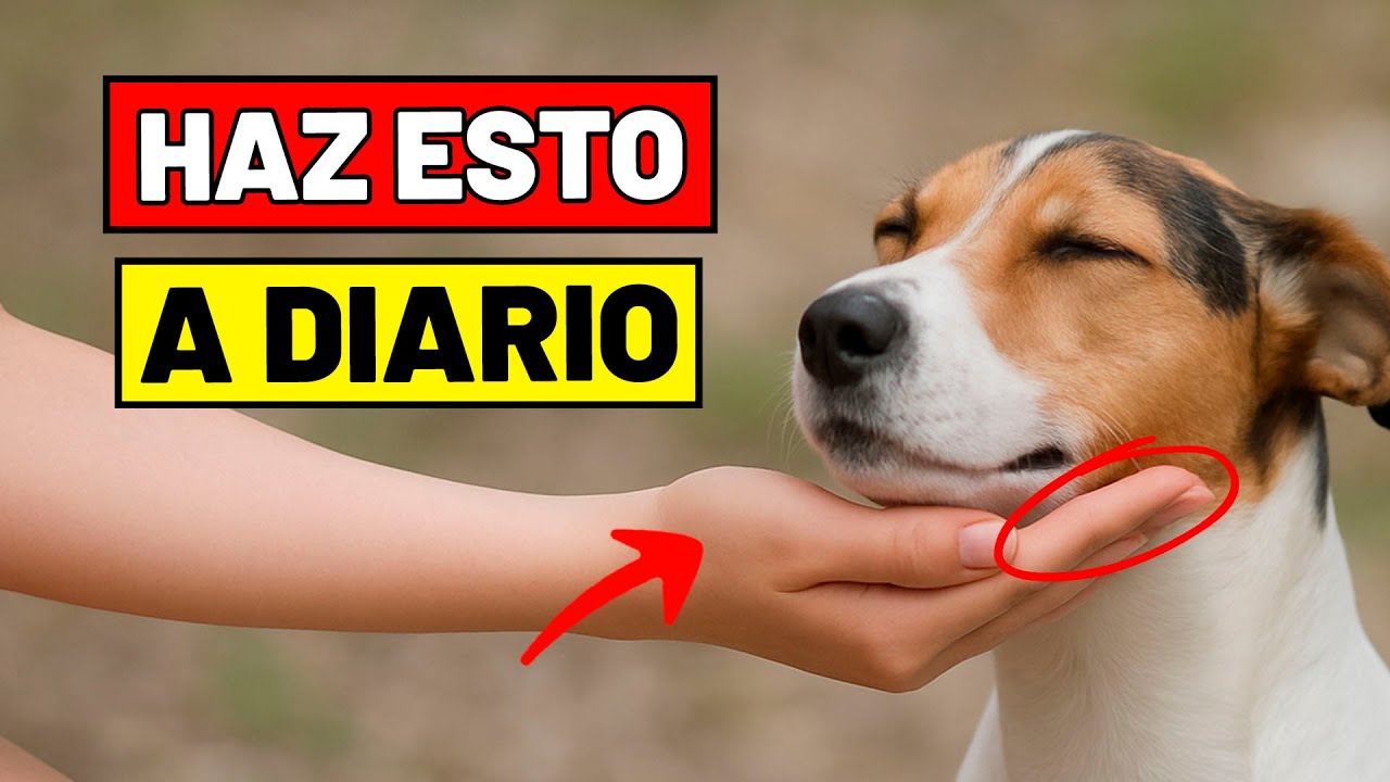 7 COSAS SIMPLES que hacen EXTREMADAMENTE FELIZ a tu PERRO (¡y tú ni haces la mitad!)