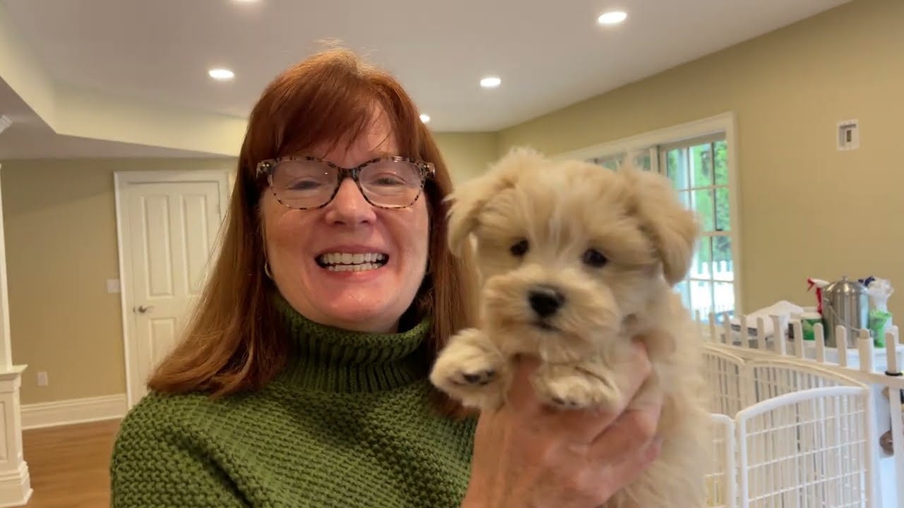 Toy SCHNAUZER Puppy - Why 8 Weeks and 4+Days Old?