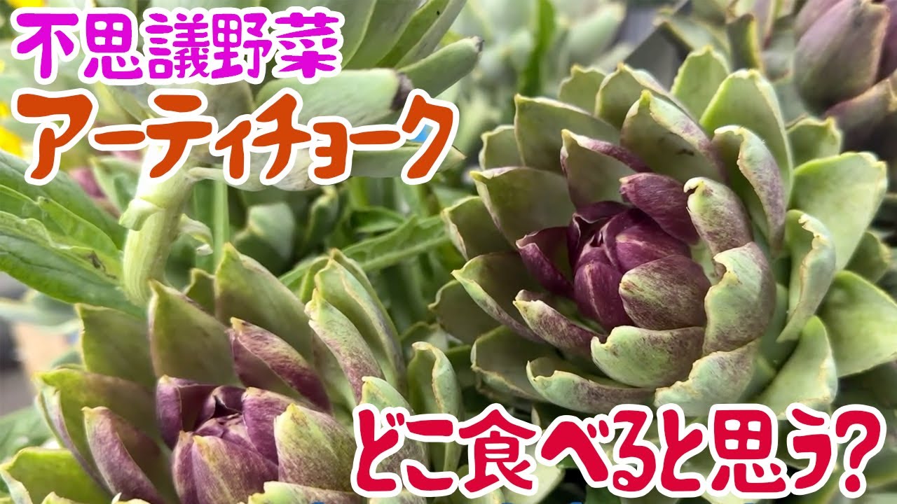 不思議野菜アーティチョーク、どこ食べると思う？