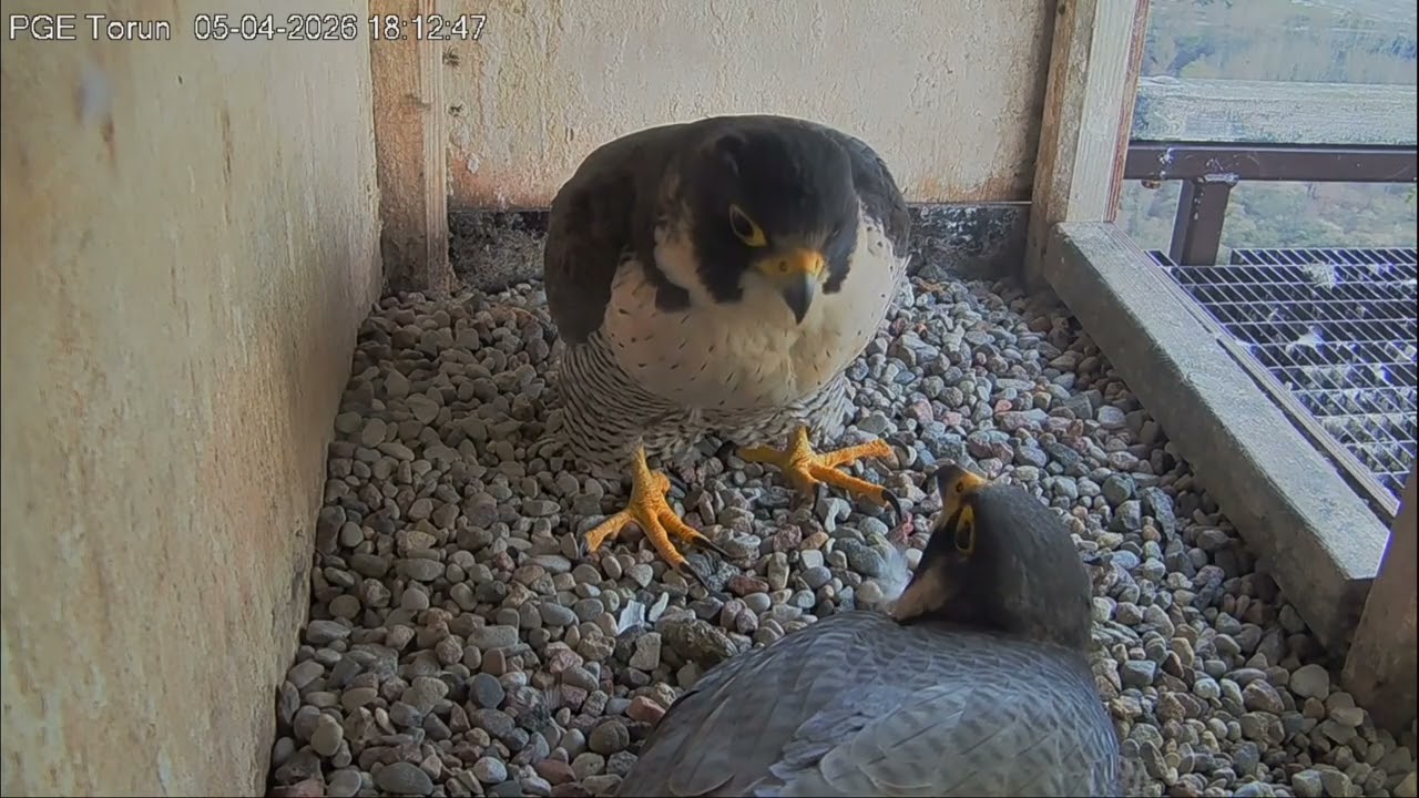 Sok&oacute;ł wędrowny PGE Toruń - To była długa ,nieśpieszna zmiana rezydent&oacute;w 🥰