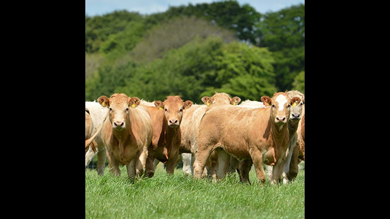 The Challenge of High Beef Prices