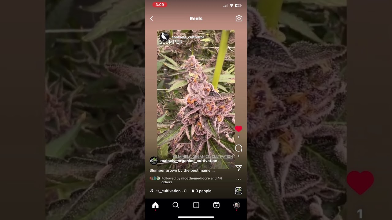 Bay Area Cannabis Seeds