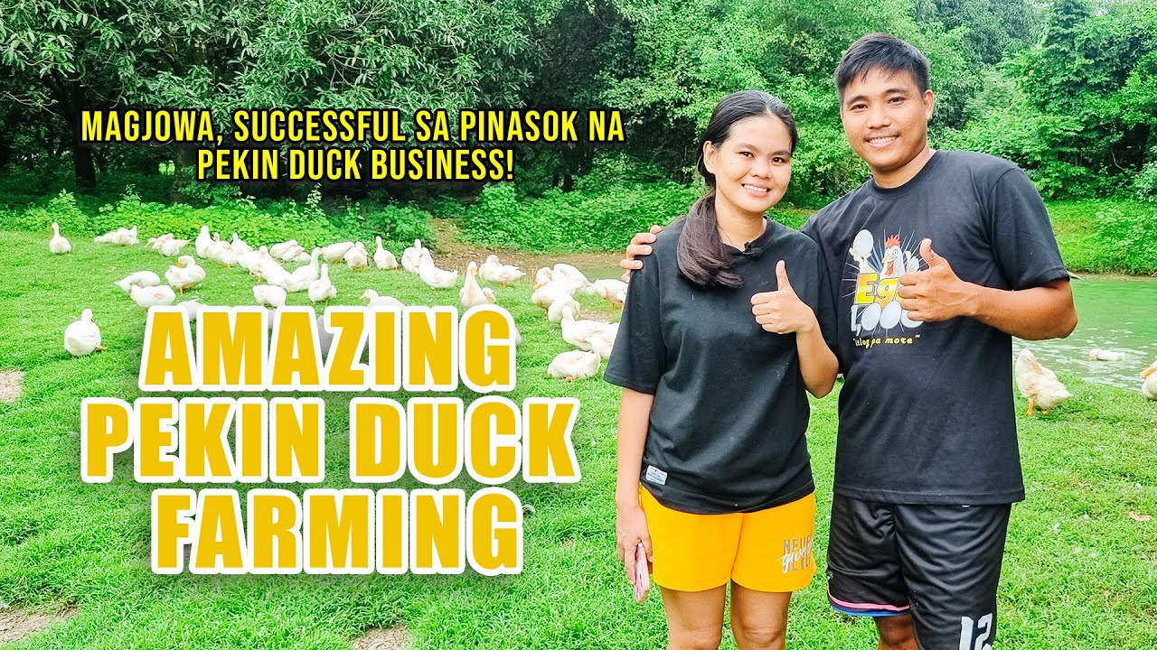 AMAZING PEKIN DUCK FARMING (2/2) | MAGJOWA, SUCCESSFUL SA PINASOK NA PEKIN DUCK BUSINESS