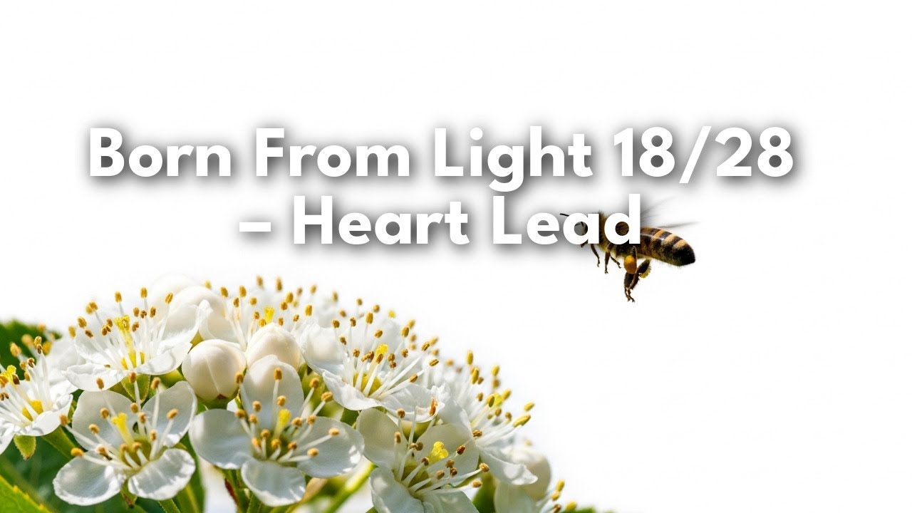 Born From Light 18/28 – Heart Lead