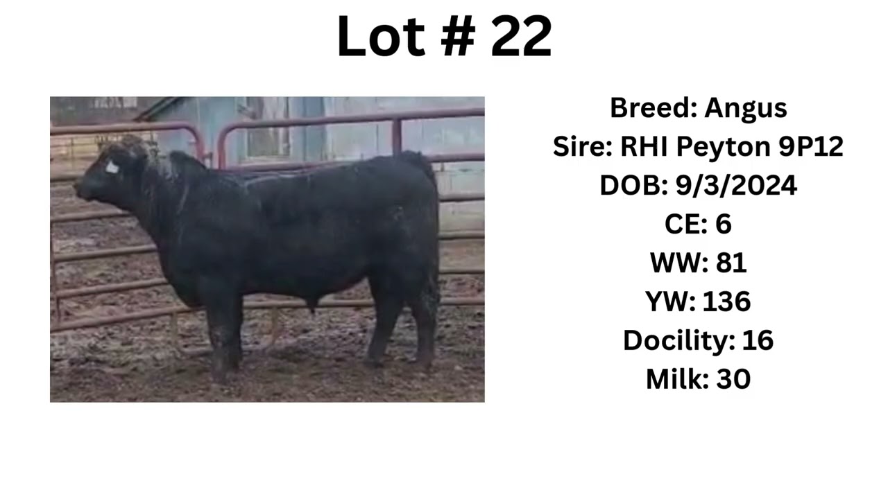 Union County Bull Sale 2026-Consignor TK Farms