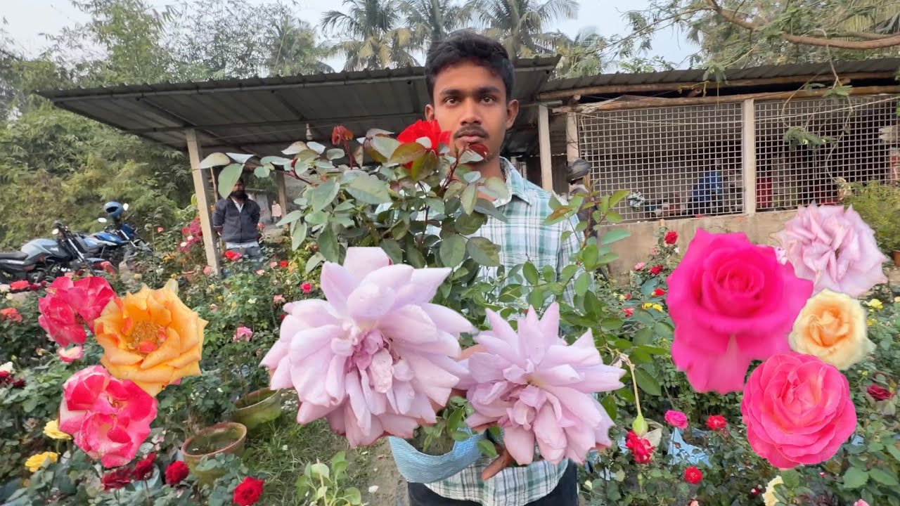 400+ Rose Varieties!🌹Sri Gobinda Nursery Tour with Online Delivery| ID & Price| Best Flowers Forever