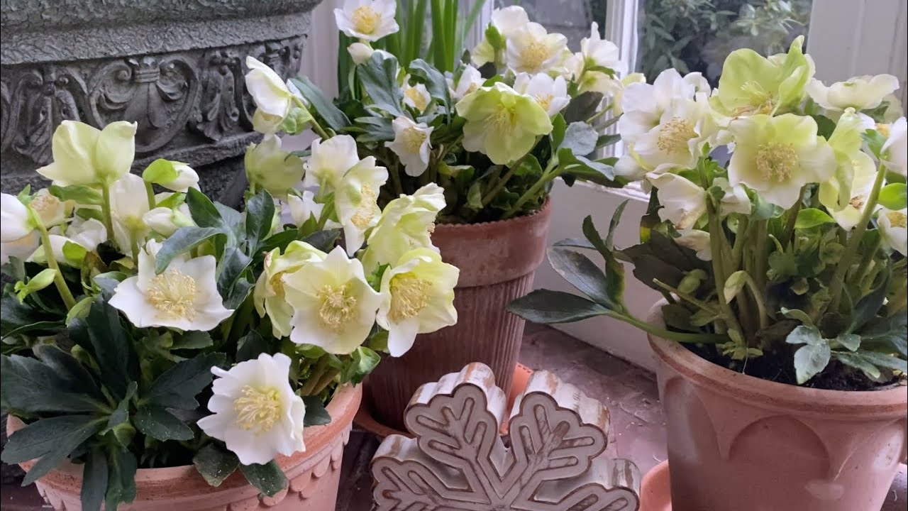 🌱 What to do with potted hellebores? 🌱