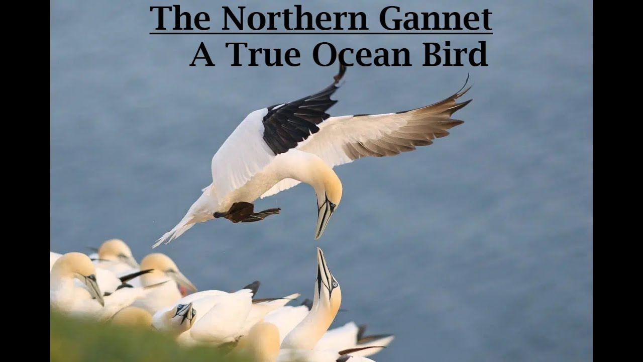 The Northern Gannet (Morus bassanus)  - The Atlantic's Greatest Bird