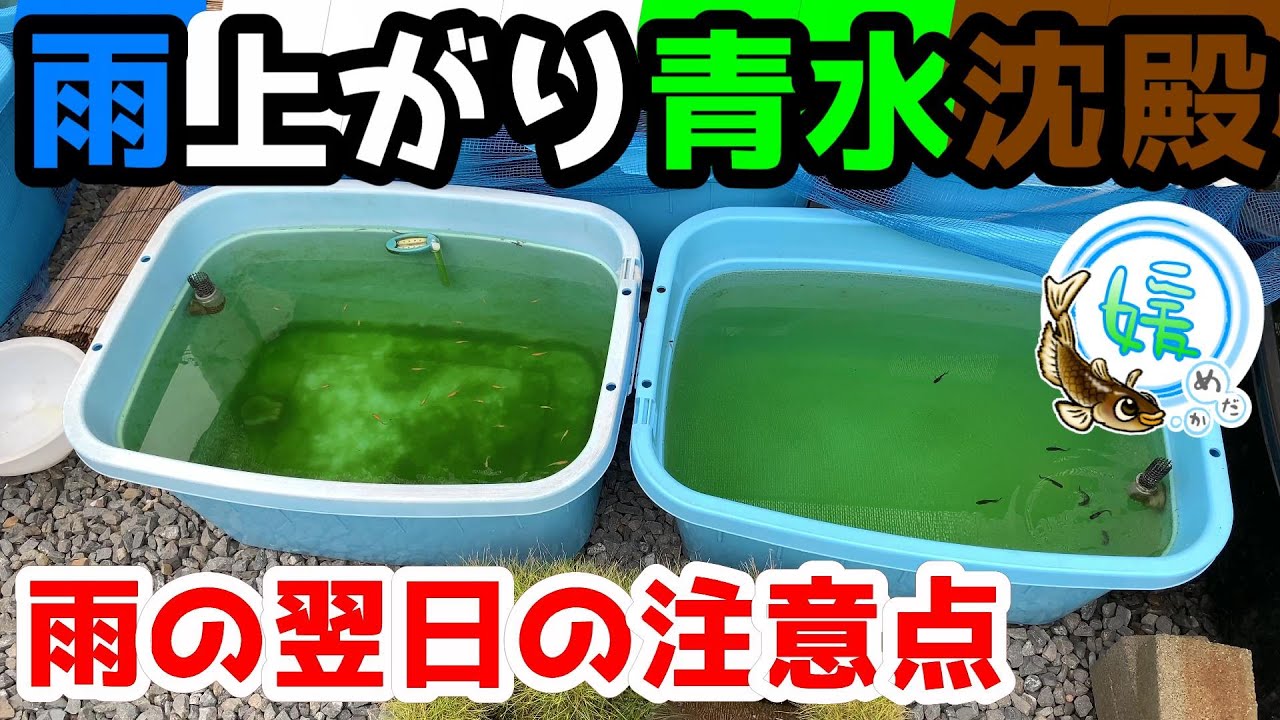雨上がりに消滅した青水について～グリーンウォーターでのメダカ飼育における大雨の翌日の注意点＆蓋をしていた場合と蓋をしていなかった場合の比較～【媛めだか/青水の沈殿】