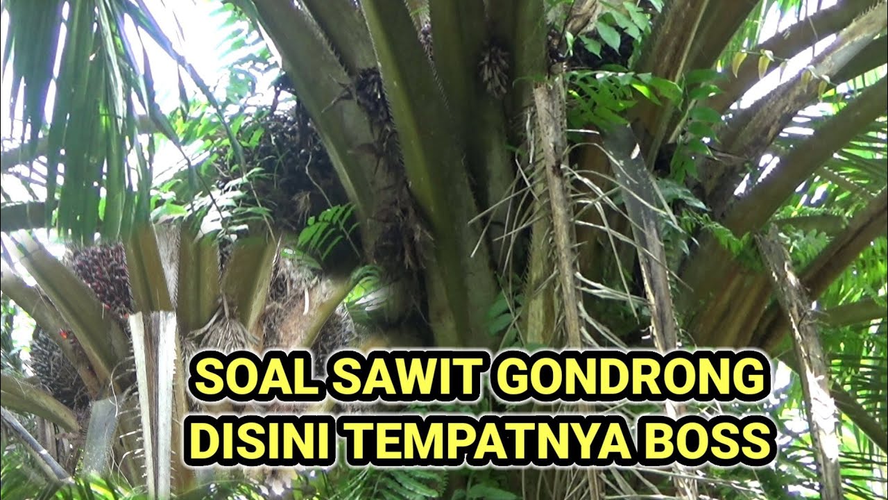 Soal sawit gondrong disini tempatnya boss !! panen sawit pokok rendah !?!