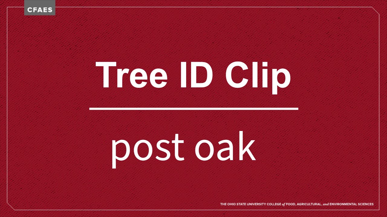 Tree ID Clip: post oak