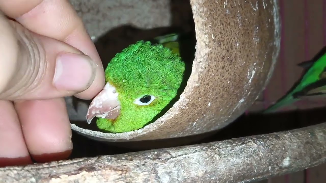 Perico y su totuma favorita 