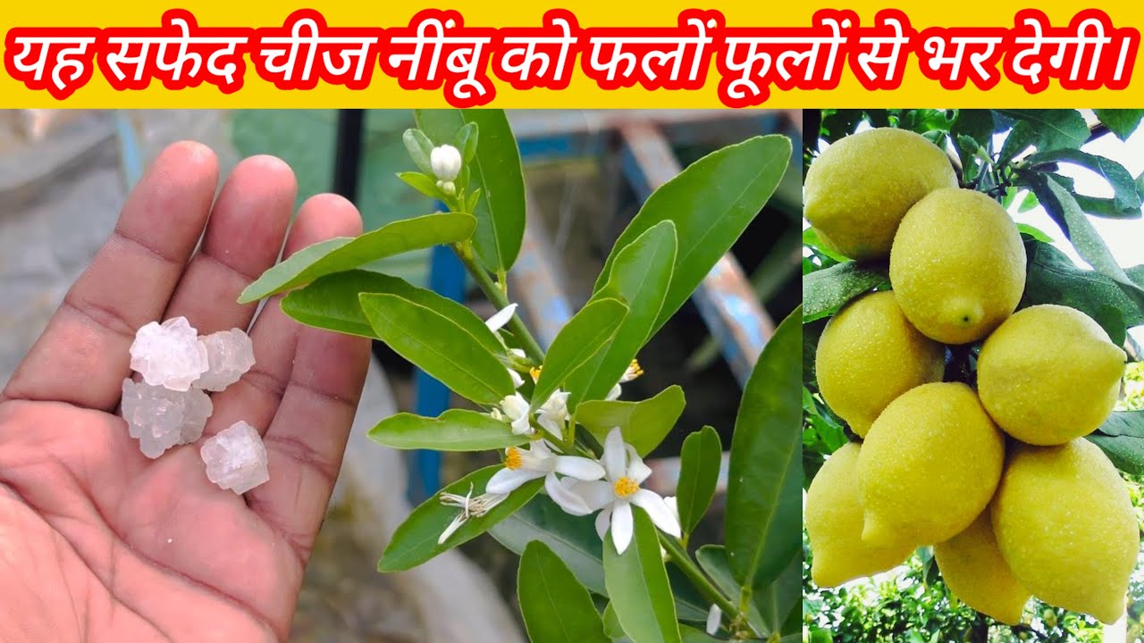 जिस नींबू पर कभी फल फूल नहीं आया, किचन में रखी यह चीज तुरंत डाल दो फल फूलों से भर जाएगा पौधा!