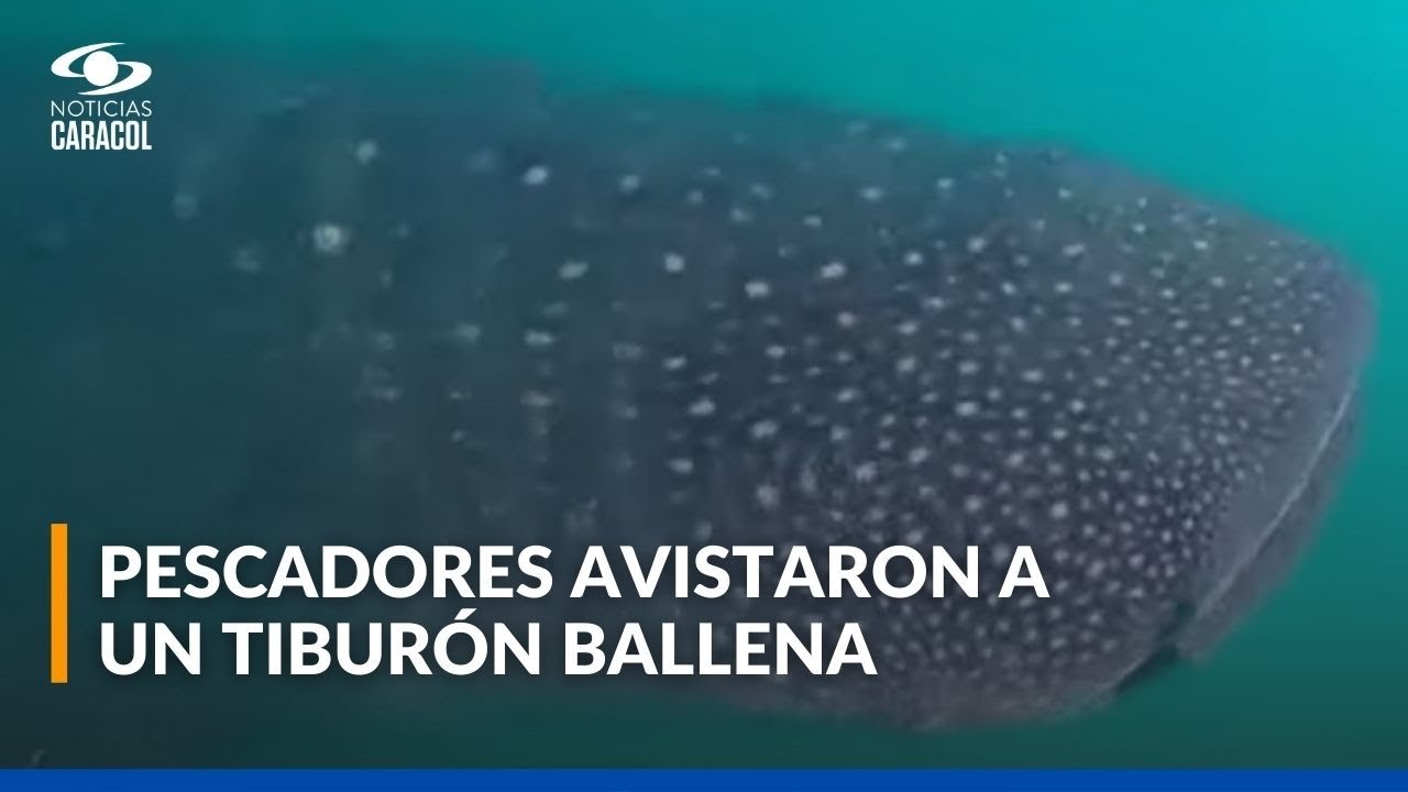 Tiburón ballena, uno de los peces más grandes del mundo, fue avistado en La Guajira