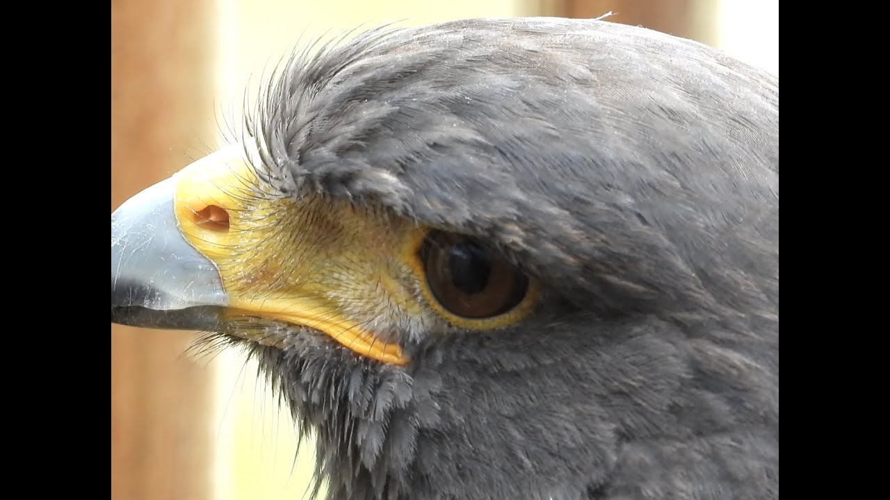 HARRIS HAWK END OF MOULT TALK, MEWS AND AVIARY