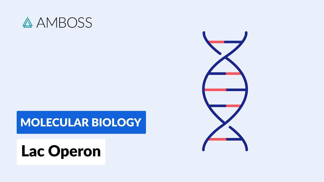 Prokaryotic Gene Regulation: Lac Operon