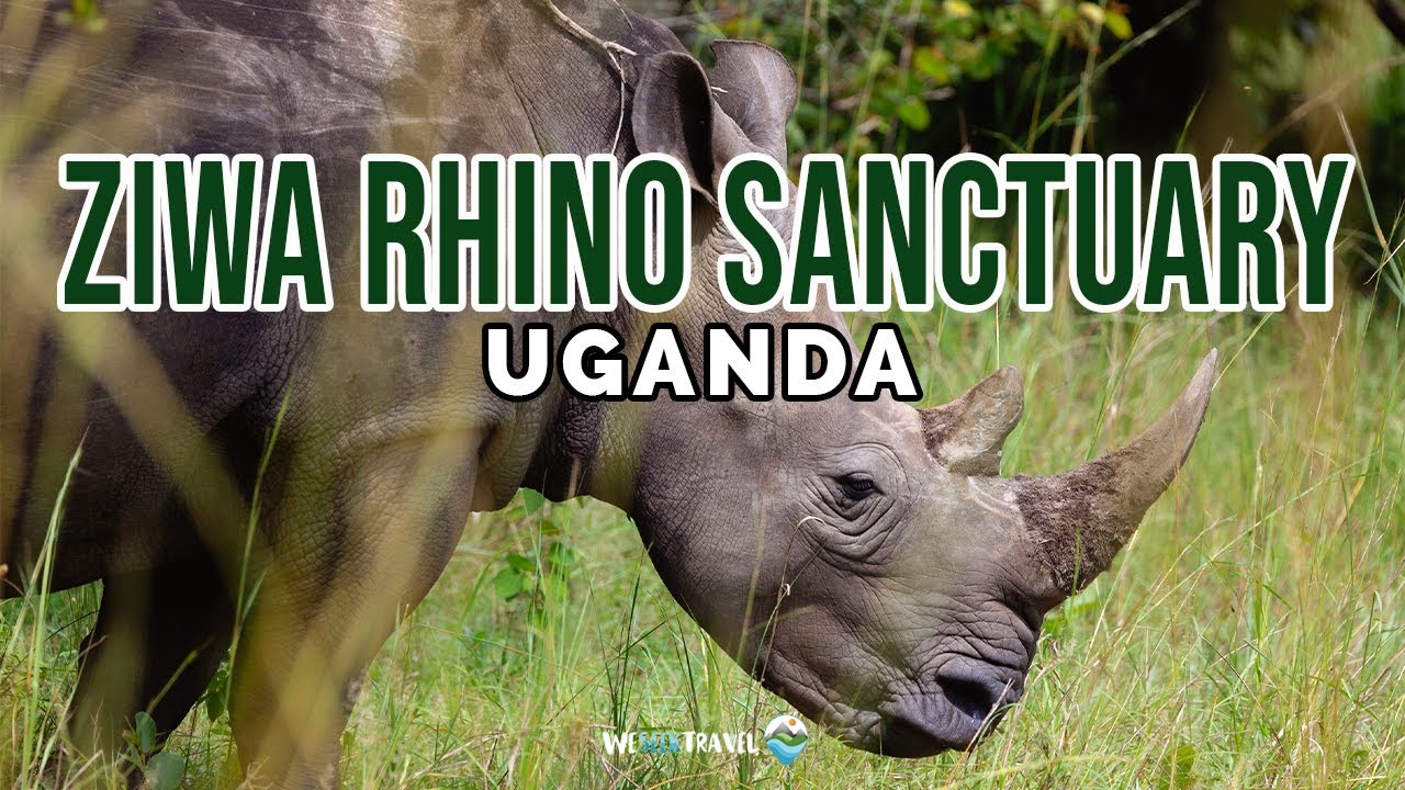 A Journey to Ziwa Rhino Sanctuary - Uganda