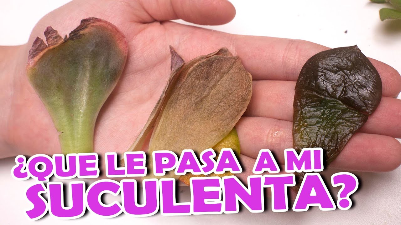 SE LE CAEN LAS HOJAS A MI SUCULENTA- 3 RAZONES