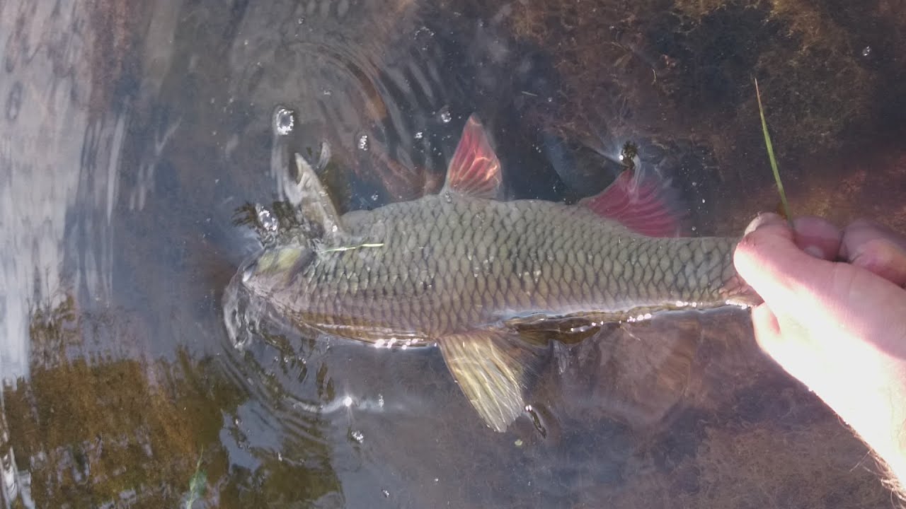 Kleń z rzeki Nurzec