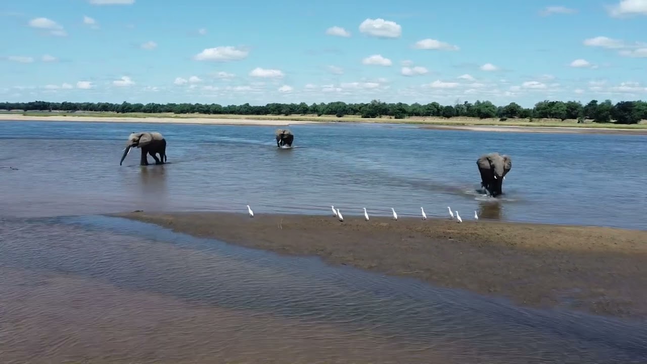 Elephants walking in the zambezi river