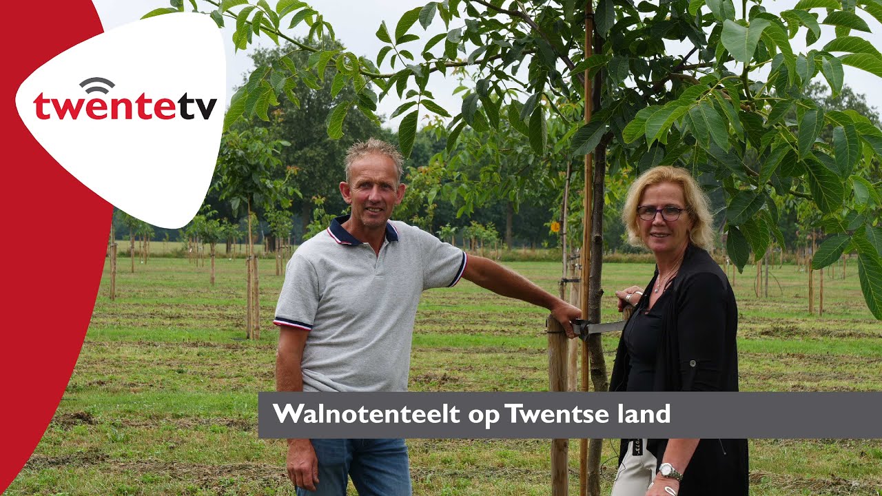 Walnoten in Twente: van Bella Maria tot Red Rief - Twente FM
