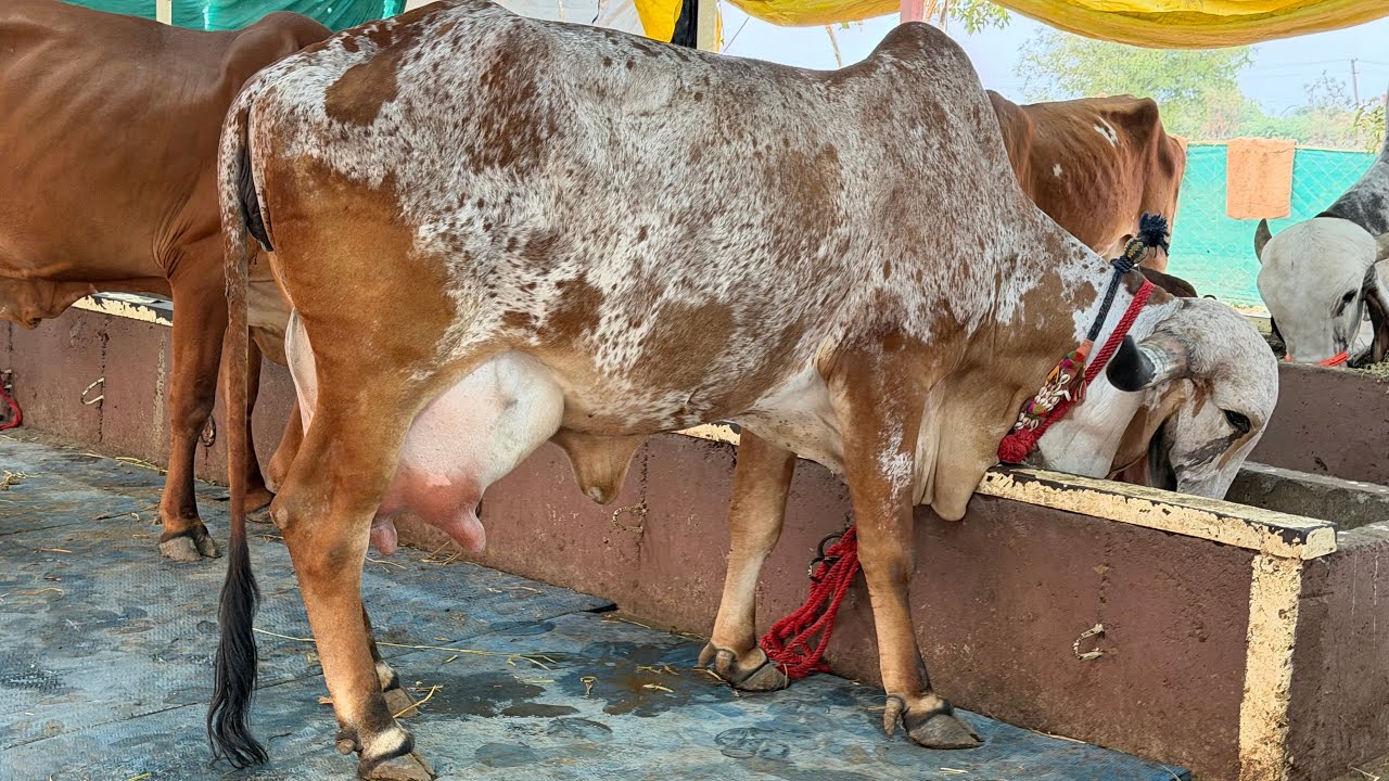 14 से 18 लीटर दूध देने वाली गिर गाय यहां से खरीदें गुजरात भावनगर 70 हजार से 1 लाख 50 हजार रुपए तक