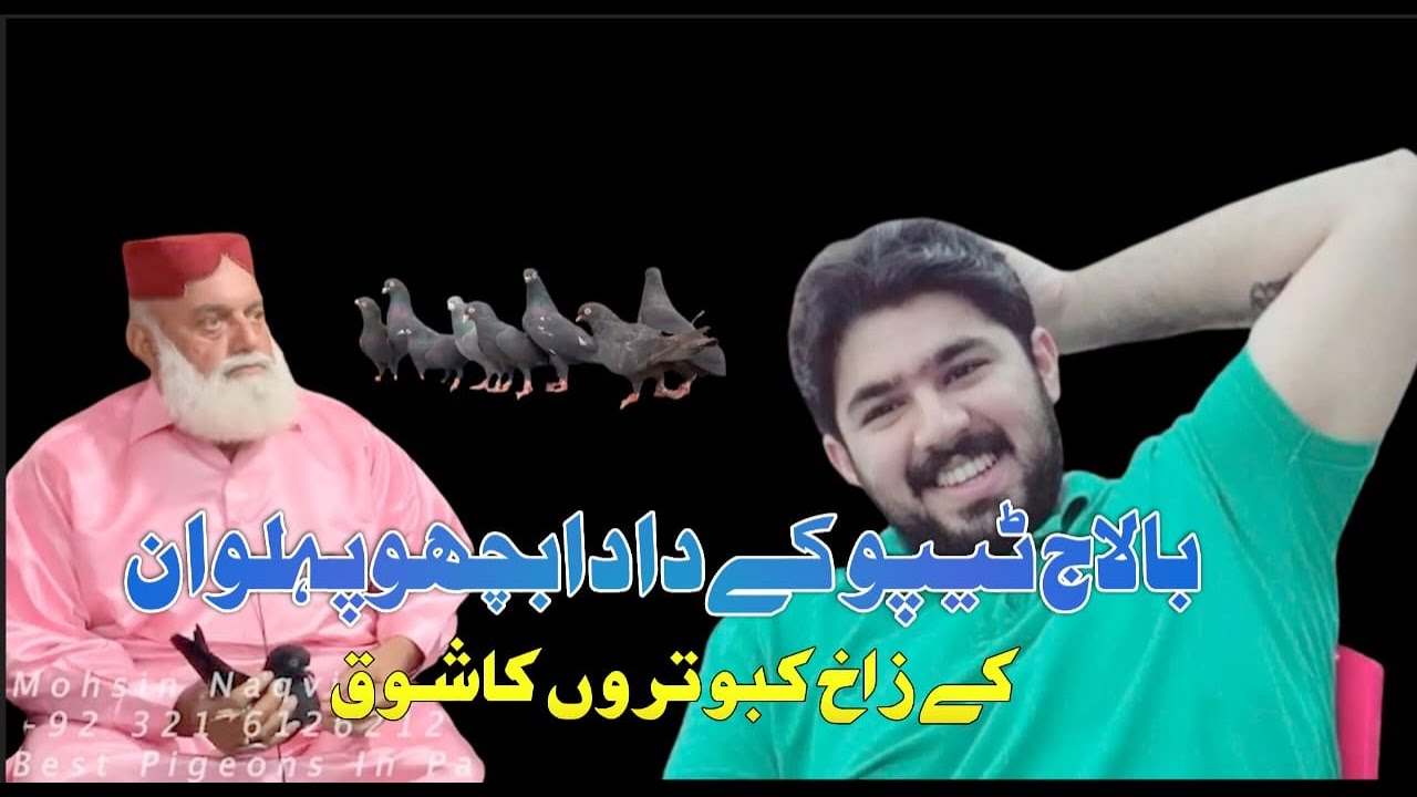 بالاج ٹیپو کے دادا بچھو پہلوں کے زاخ کبوتروں کا شوق |  Mohsin Naqvi |  🇵🇰+92 321 6126212🇵🇰