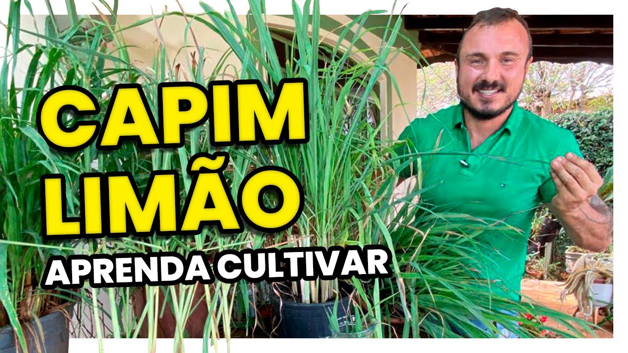 CAPIM-LIMÃO | Aprenda cultivar e diferenciar da citronela