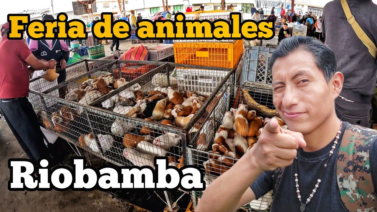 Visitando el mercado más completo de Riobamba: ¡No creerás lo que venden!”