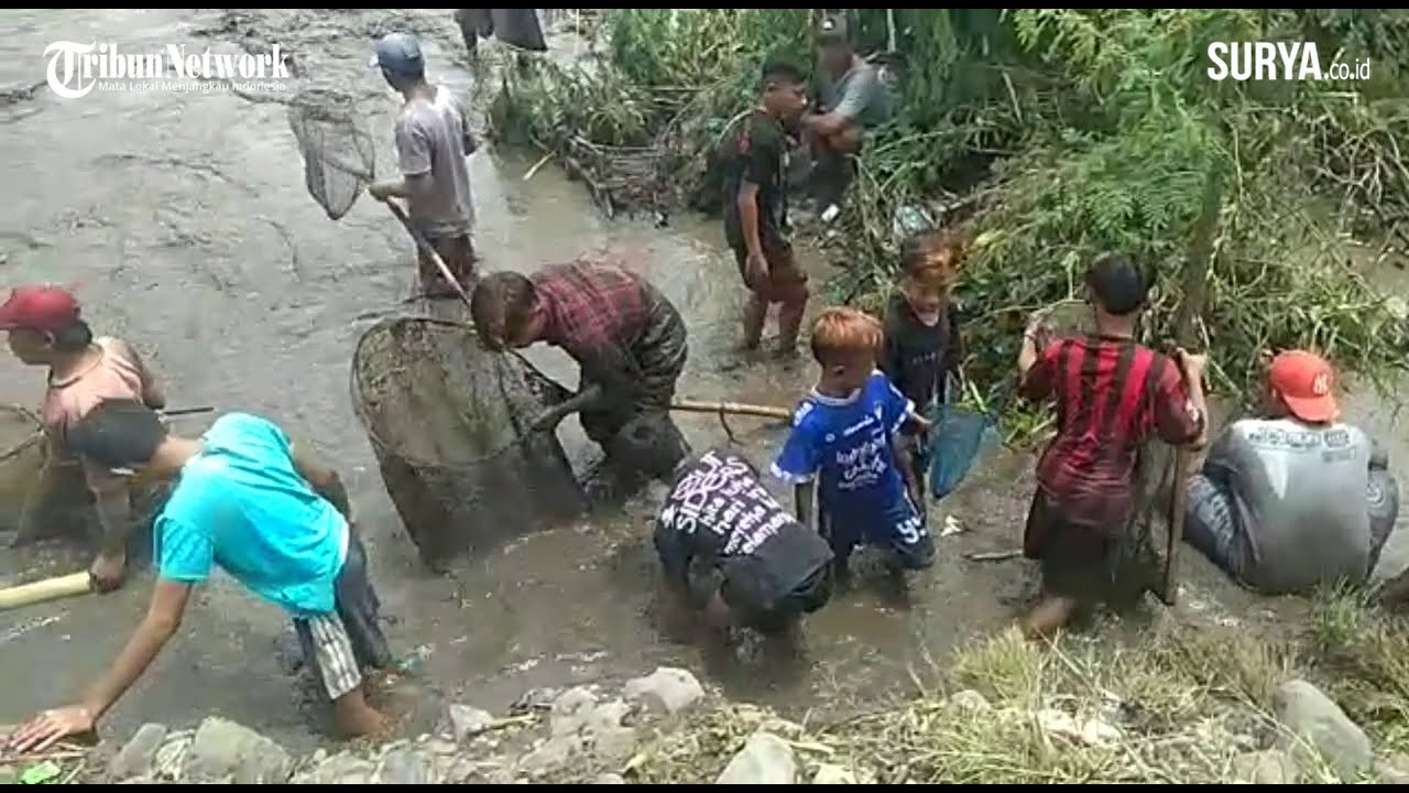 Pesta Menangkap Ikan Air Tawar di Tradisi Asatan Bondowoso