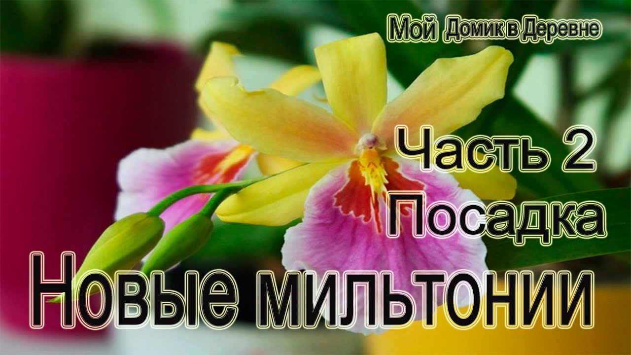 Мильтонии ! ( Часть 2 )  Посадка!
