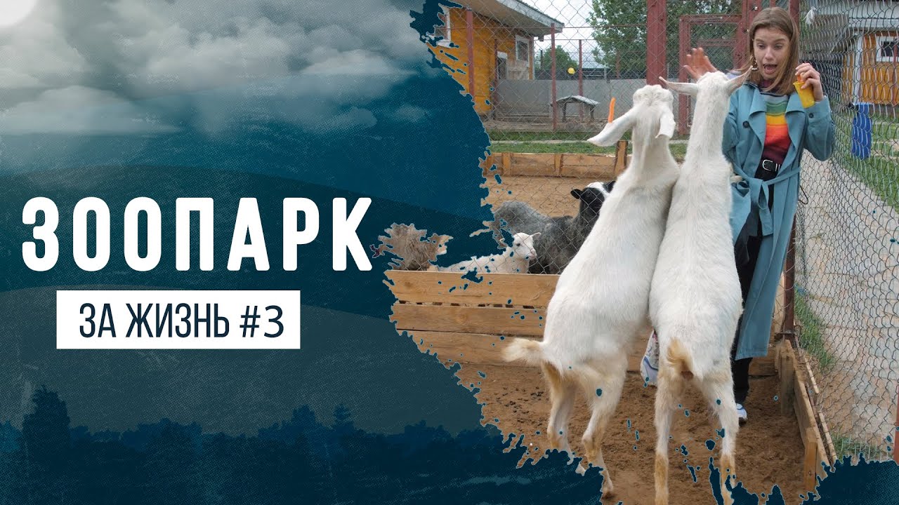 Контактный зоопарк для детей ЗООландия - семейный досуг в Московской области - ЗА ЖИЗНЬ #3
