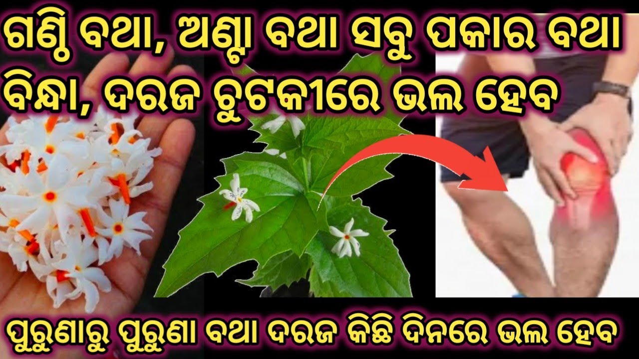 ସିଙ୍ଗାର ହାର / ଗଙ୍ଗ ଶିଉଳି ପତ୍ରର ତେଲ କିପରି ବନେଇବା 😍 କଣ ଲାଭକାରୀ 🤩@mbj vlogger