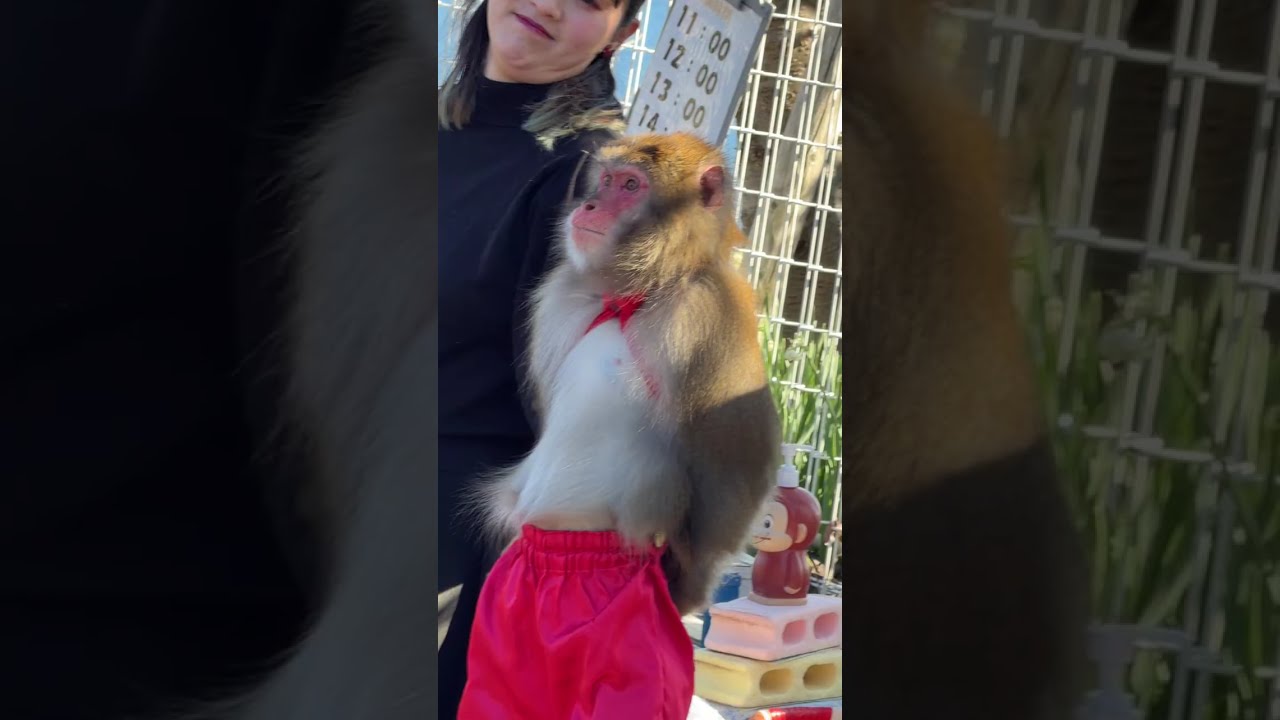 Japanese Traditional Monkey Performance 