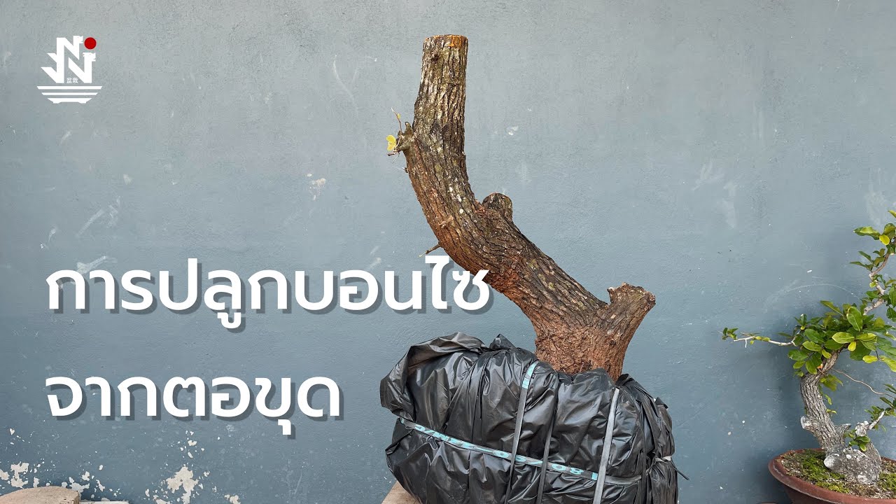 วิธีการปลูกบอนไซจากไม้ตอขุด