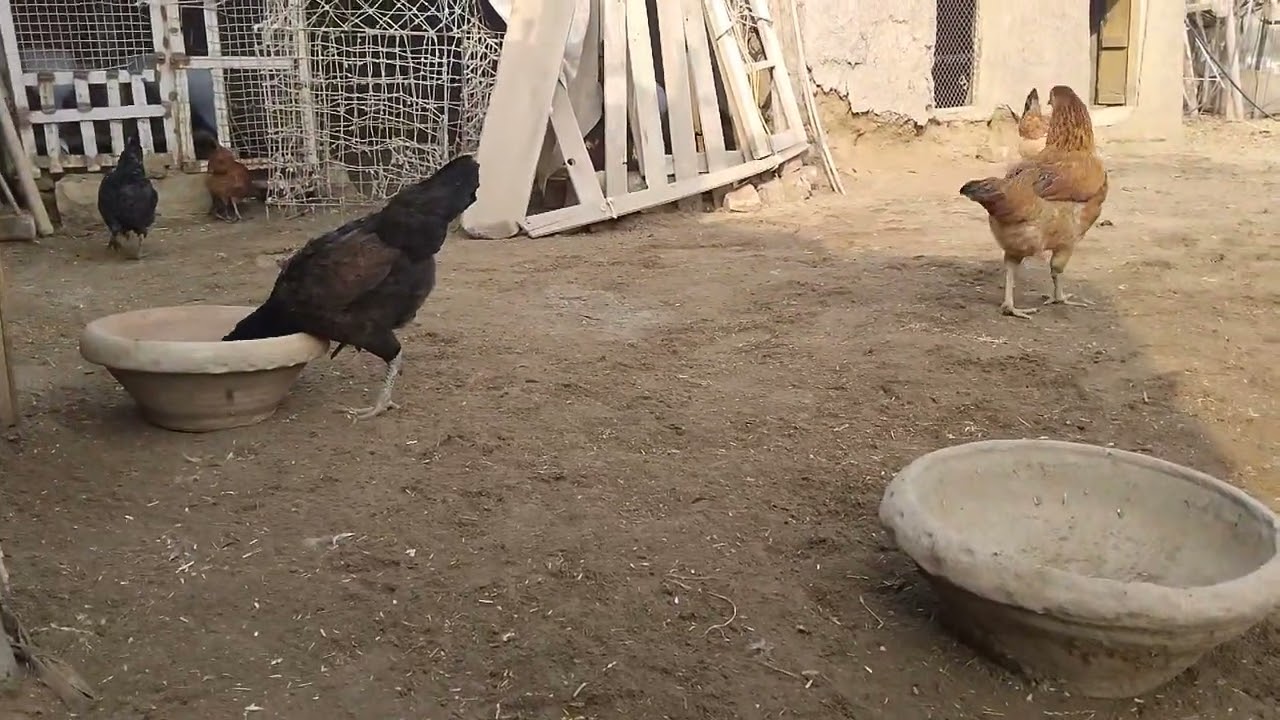 Peaceful Village Life || Desi Chickens Feeding Drinking Water & Roaming Freely | Rural Farm Scene