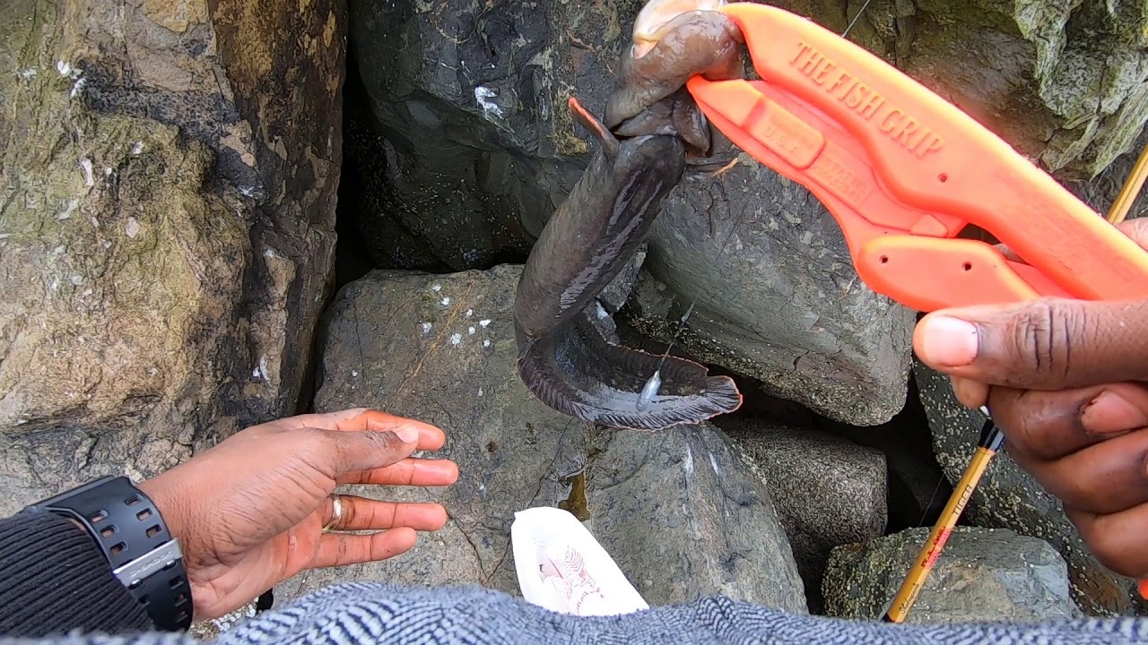 How to Poke Pole with Fishing Rod and Catch Monkey Face Eel and Rockfish in Bodega Bay, CA
