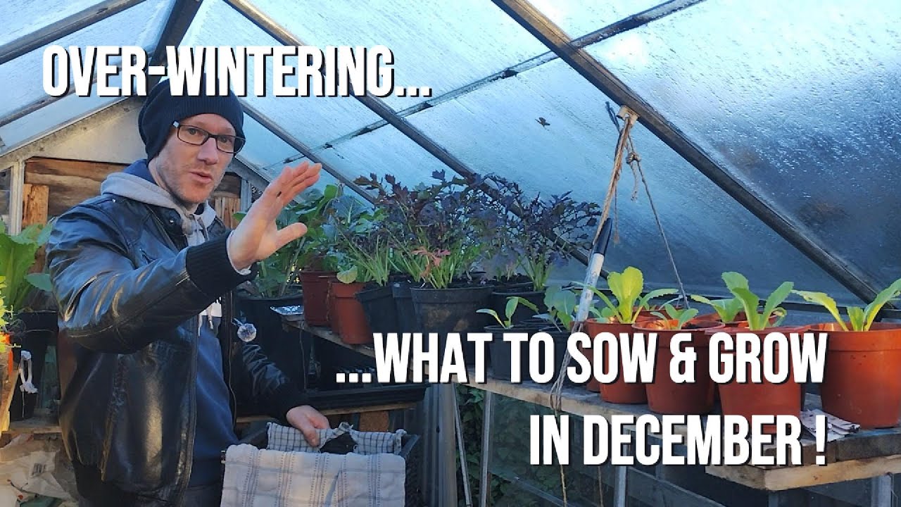 What to sow in December ? Realistic expectations over winter for #selfsufficiency