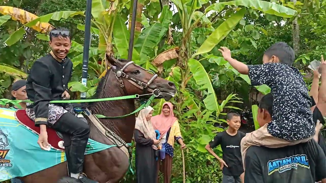 Kuda besar jumbo om rudi