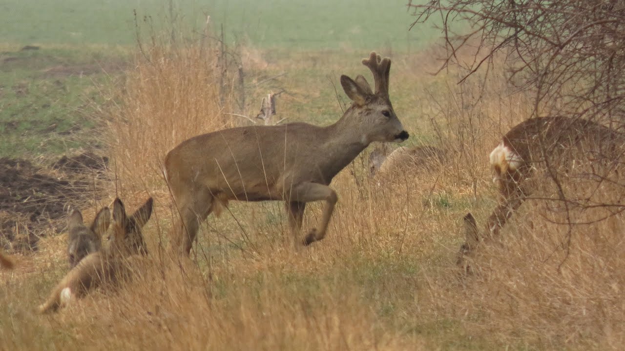 Srnec obecný, Roe deer, Reh, Ree, Corzo, Sarna europejska, Chevreuil, Corça #roen 2002.