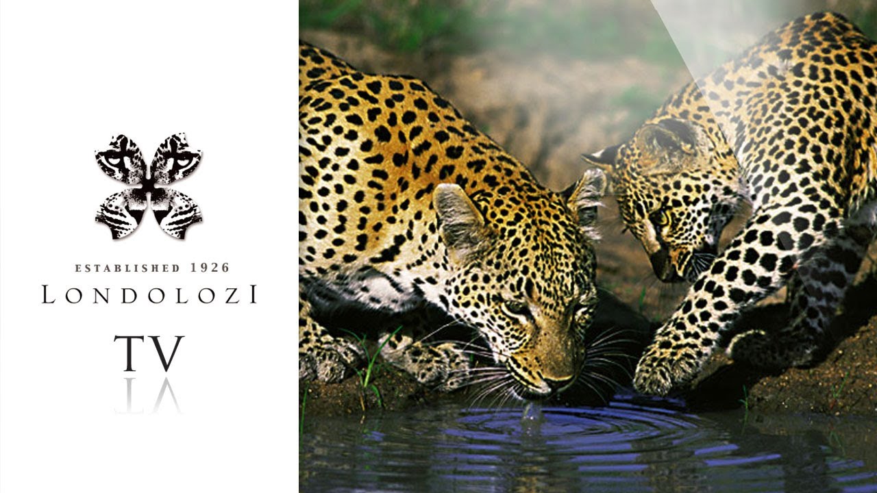 Leopard Queen - John Varty Interview # 4 - Londolozi