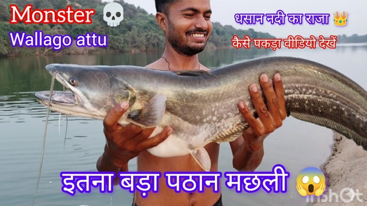 How to catch pathan fish | पठान मछली कैसे पकड़े | big fish catch | wallago attu | rohu fish| river