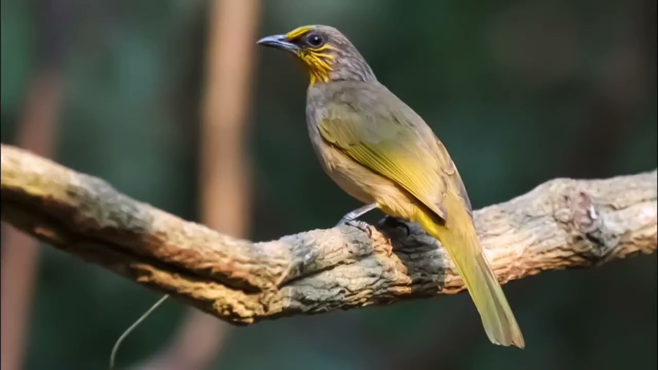 HD suara burung merbah lekir asli jernih